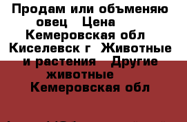 Продам или объменяю овец › Цена ­ 1 - Кемеровская обл., Киселевск г. Животные и растения » Другие животные   . Кемеровская обл.